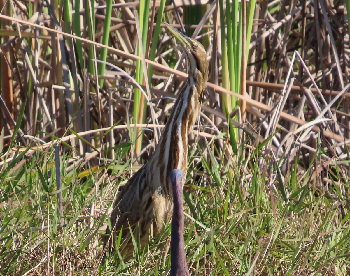 American Bittern - Ken Spilios