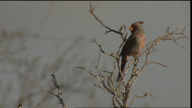 ムネアカコウカンチョウ - ML402493