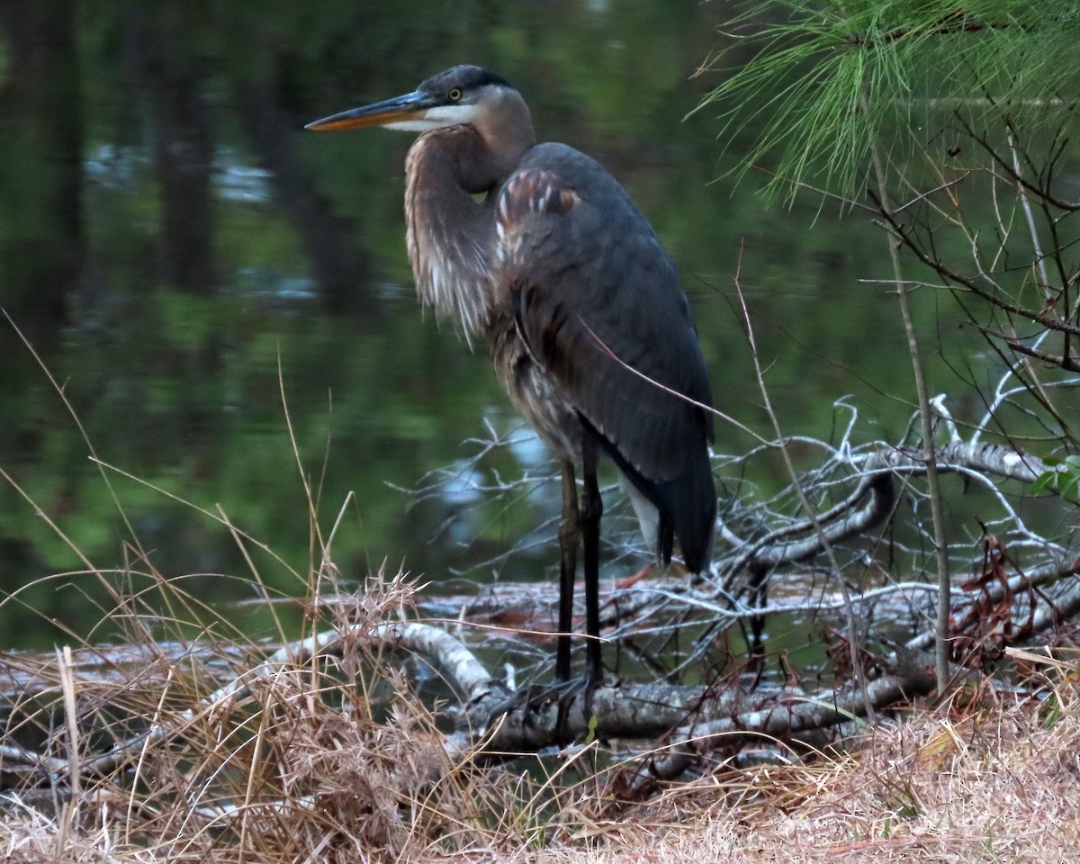 Great Blue Heron - ML402494171