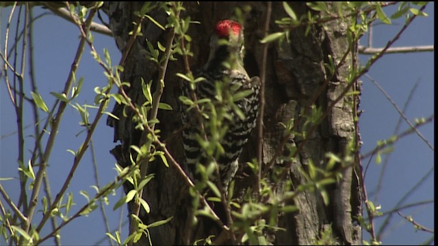 Ladder-backed Woodpecker - ML402495