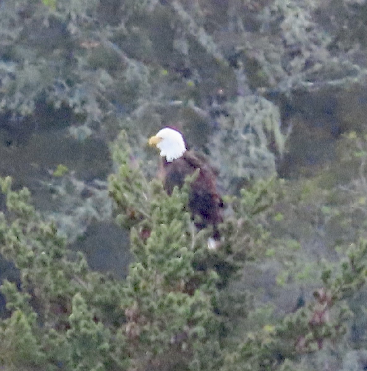 Itsas arrano buruzuria - ML402495371