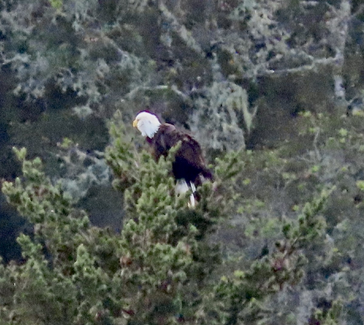 Itsas arrano buruzuria - ML402495391