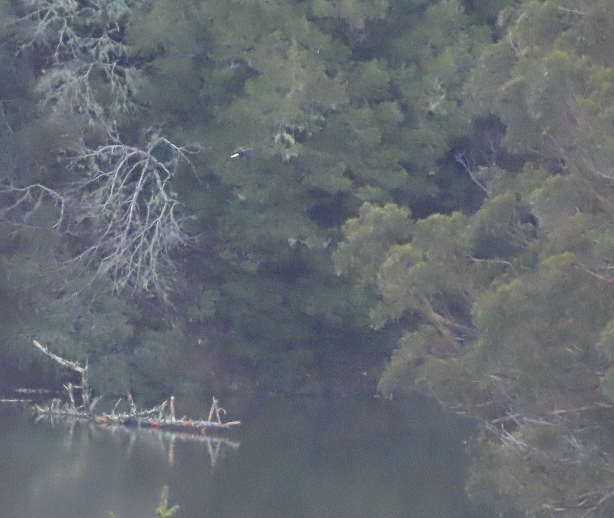 Itsas arrano buruzuria - ML402495431