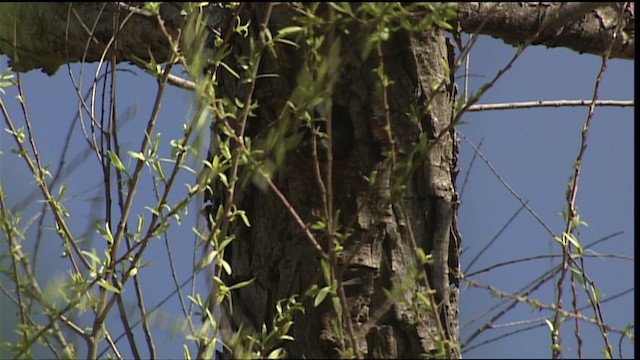 Ladder-backed Woodpecker - ML402496