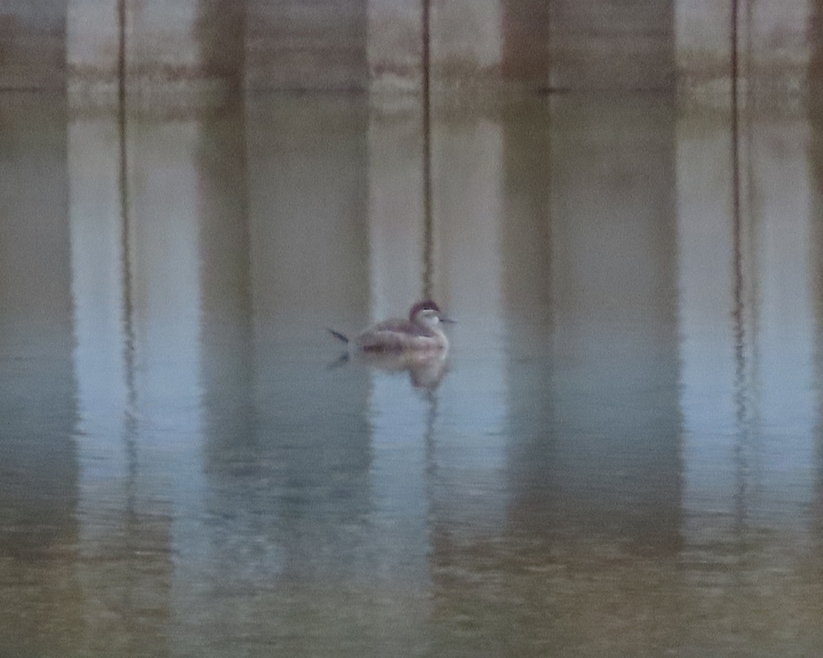 Ruddy Duck - ML402496381