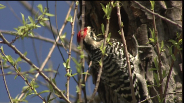 Ladder-backed Woodpecker - ML402497