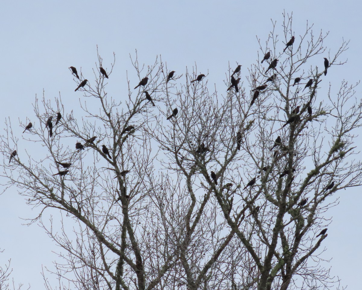Common Grackle - ML402497791