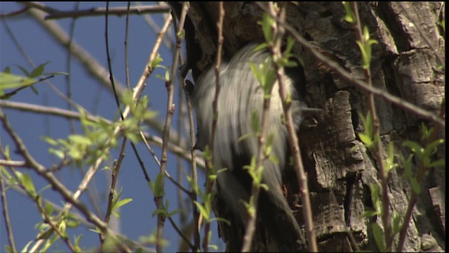 Ladder-backed Woodpecker - ML402498