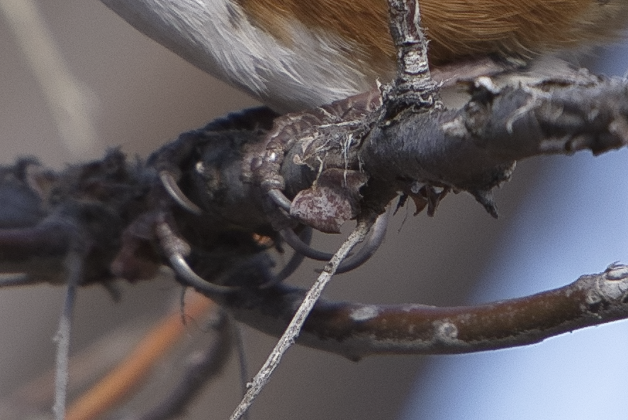Spotted Towhee - ML402498051