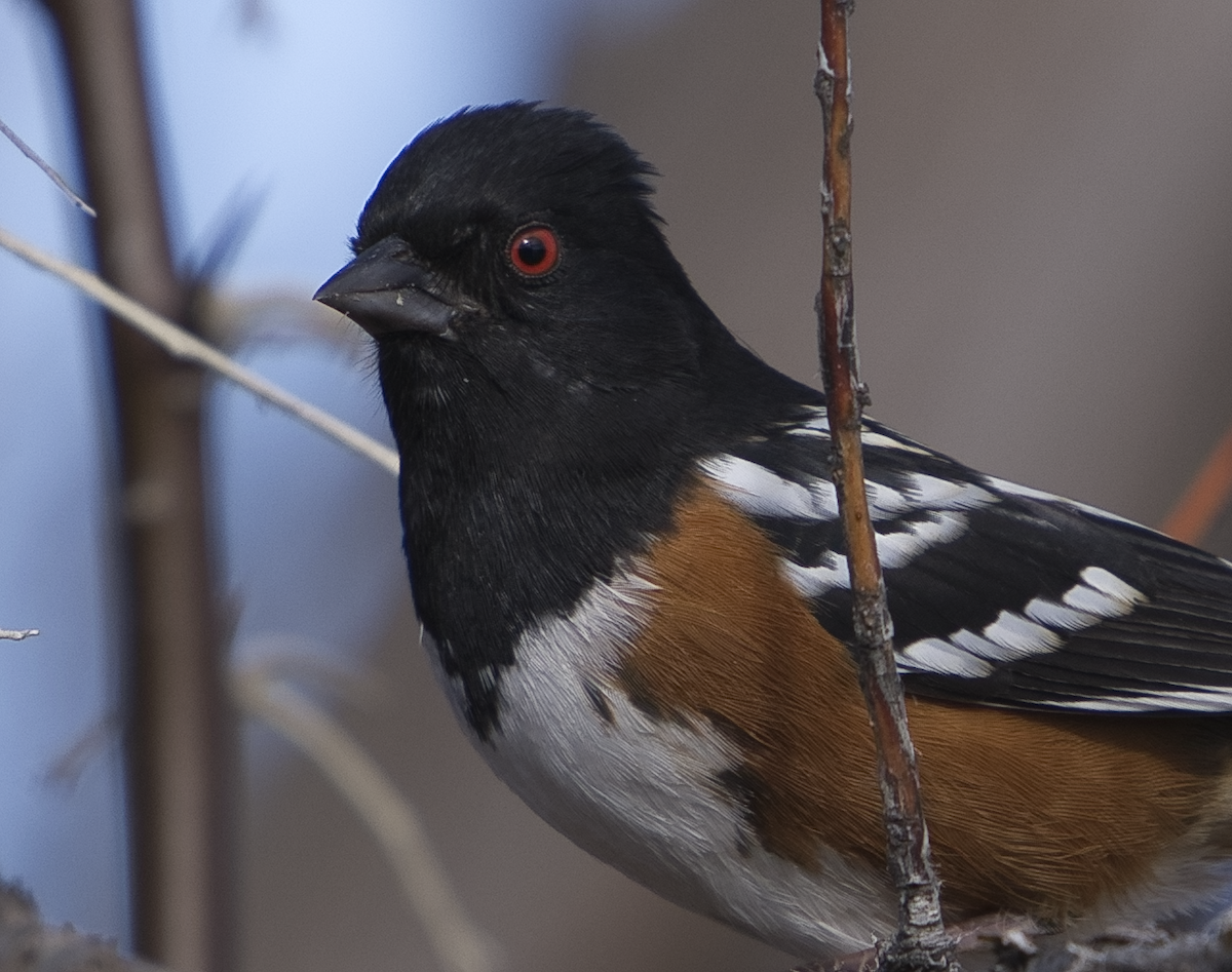 Spotted Towhee - ML402498131