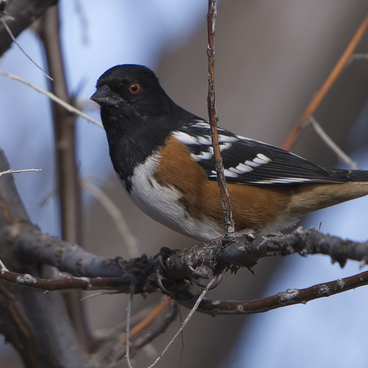 Spotted Towhee - ML402498271