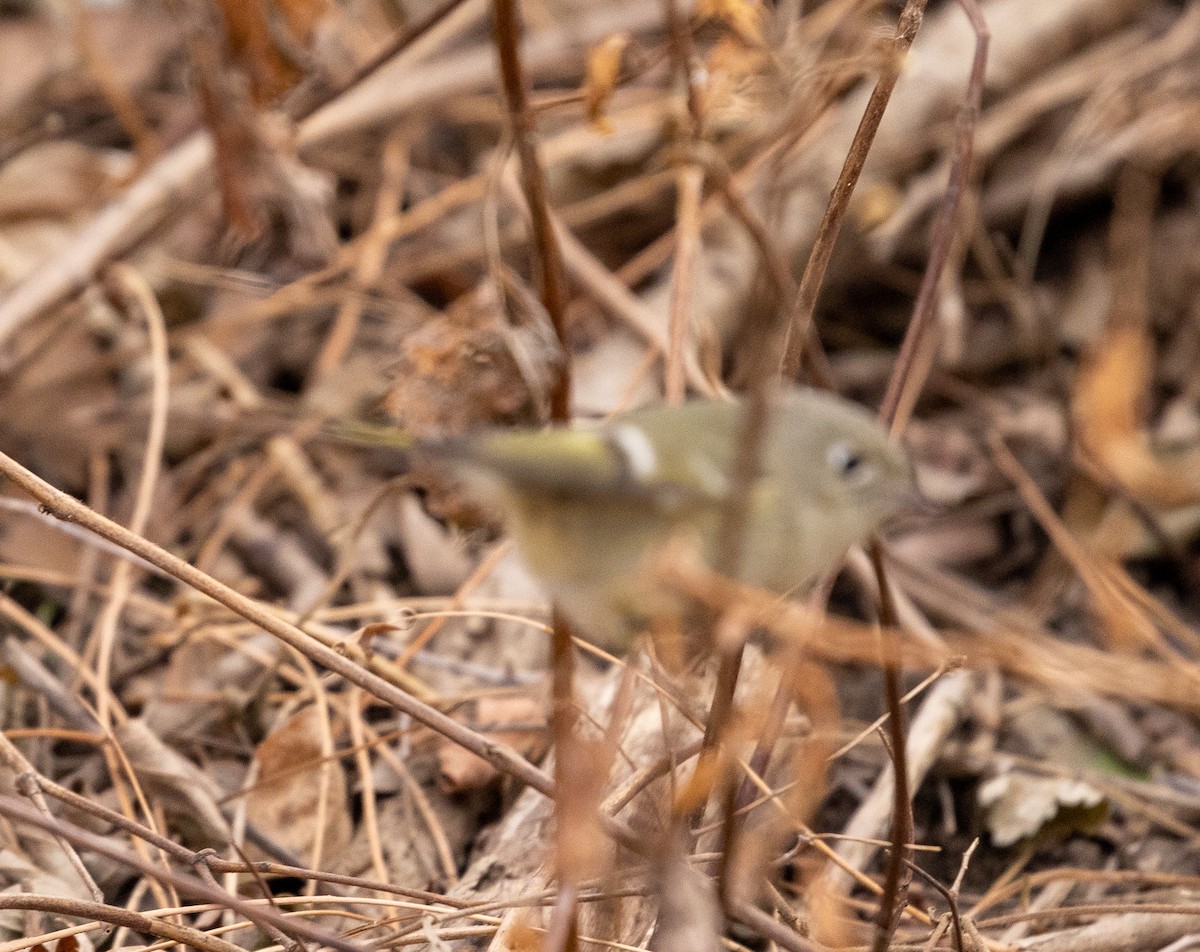 Ruby-crowned Kinglet - ML402498361