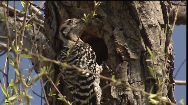 Ladder-backed Woodpecker - ML402499