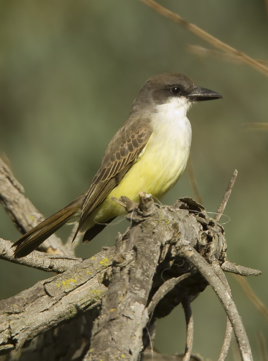 Thick-billed Kingbird - Dave Furseth