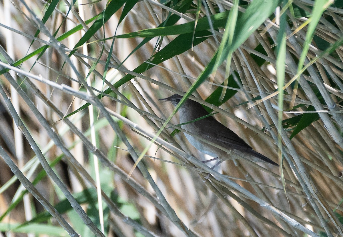 Savi's Warbler - Batmunkh Davaasuren