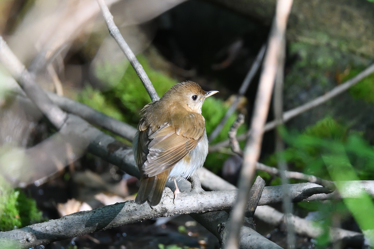 Veery - ML402499601