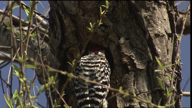 Ladder-backed Woodpecker - ML402500