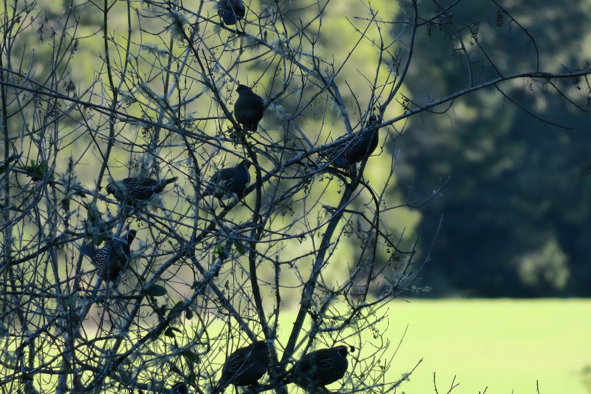 California Quail - ML402500421