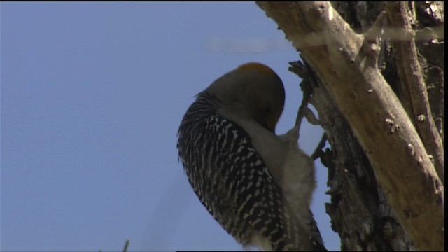 Golden-fronted Woodpecker (Northern) - ML402501