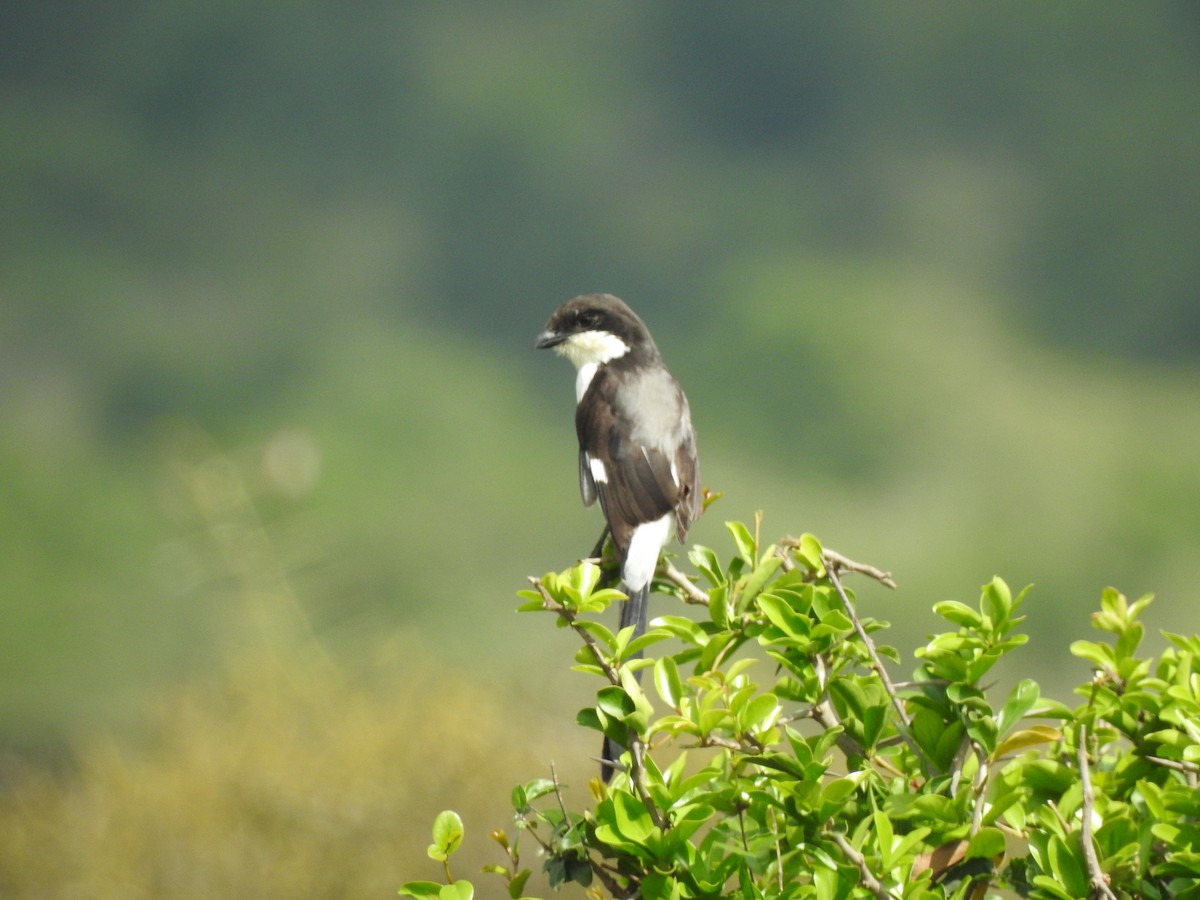 Long-tailed Fiscal - ML402501431