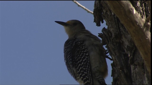 Golden-fronted Woodpecker (Northern) - ML402502