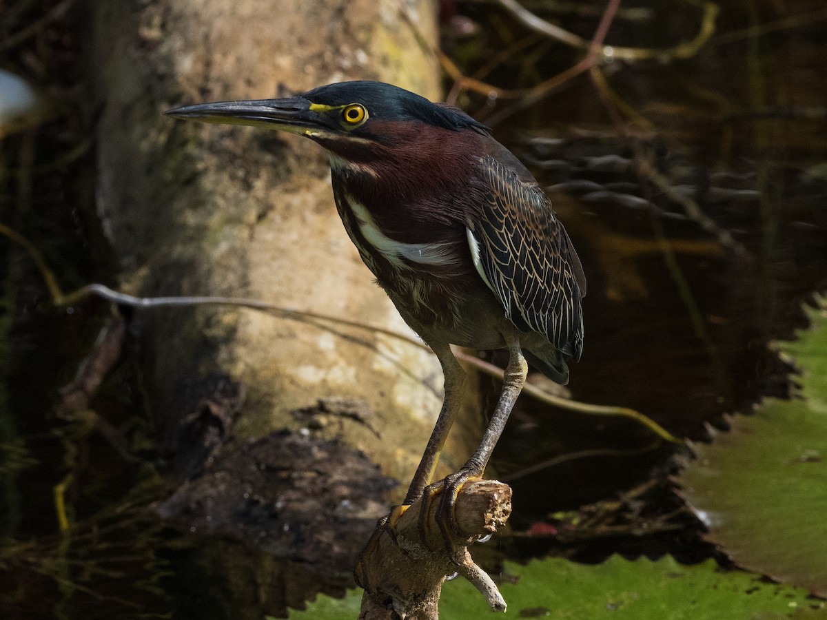 Green Heron - ML402502181