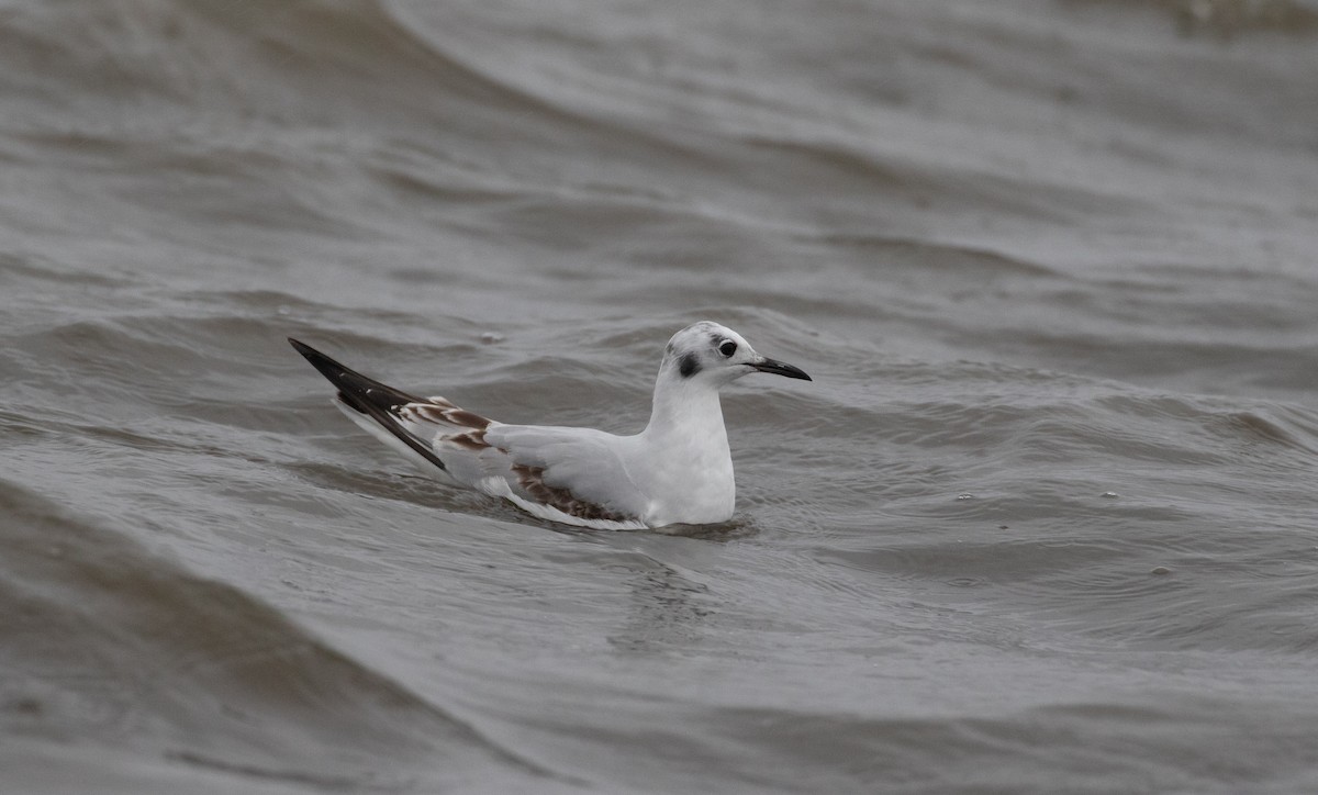 Bonaparte's Gull - ML402502981