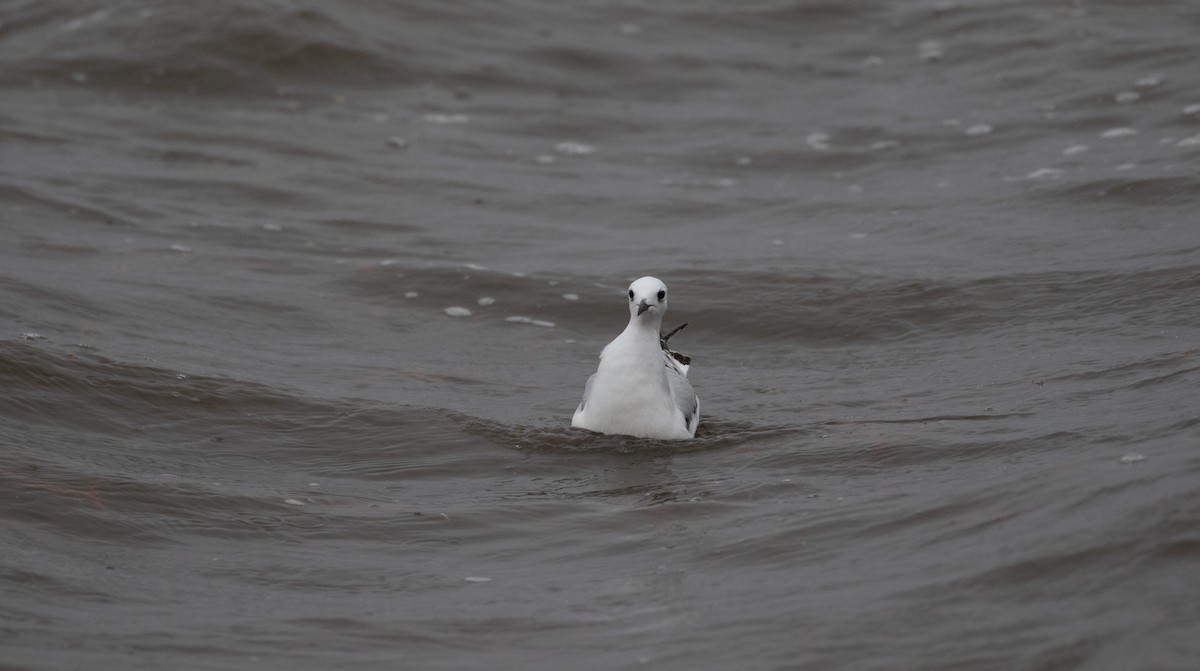 Bonaparte's Gull - ML402503031