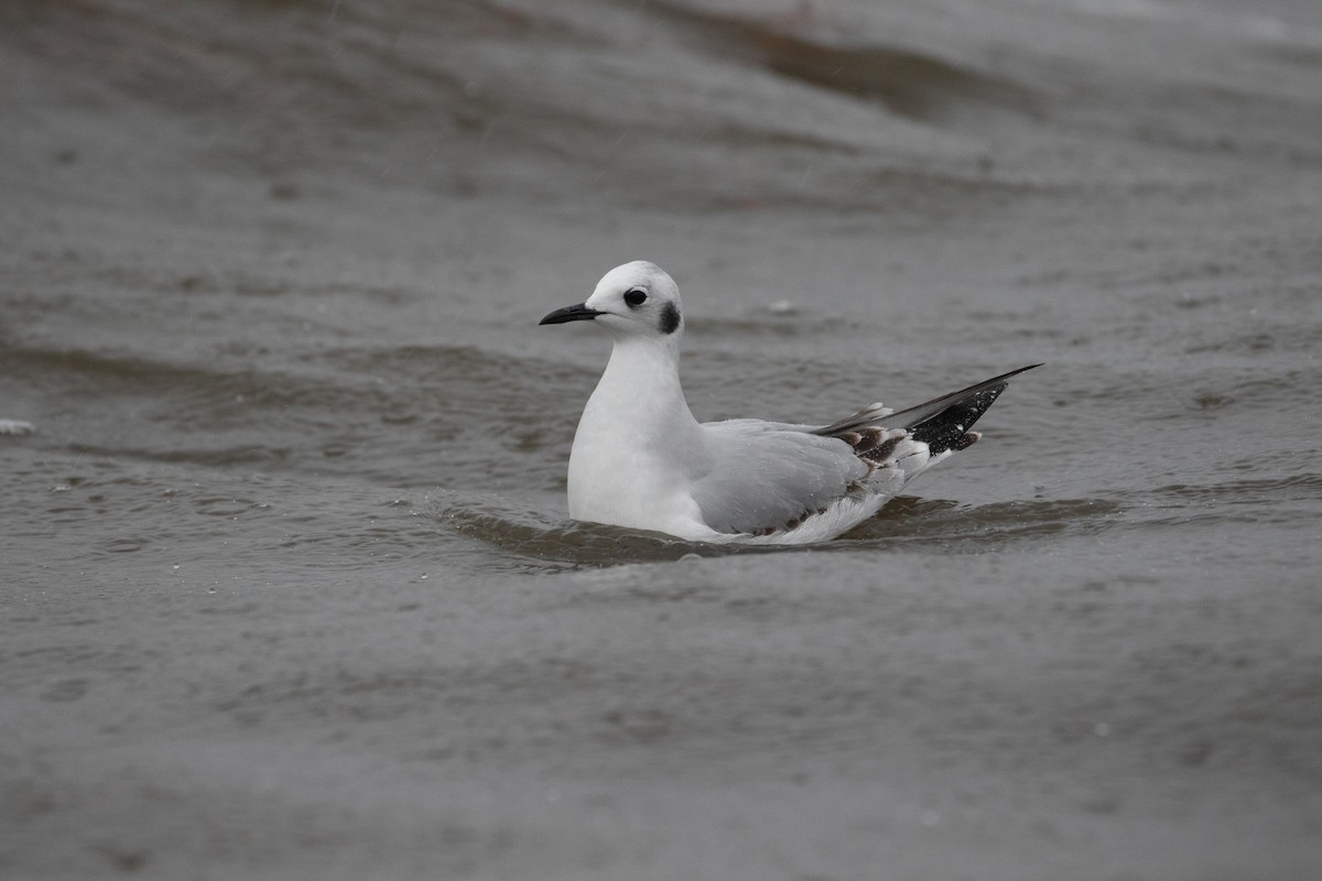 Bonaparte's Gull - ML402503051