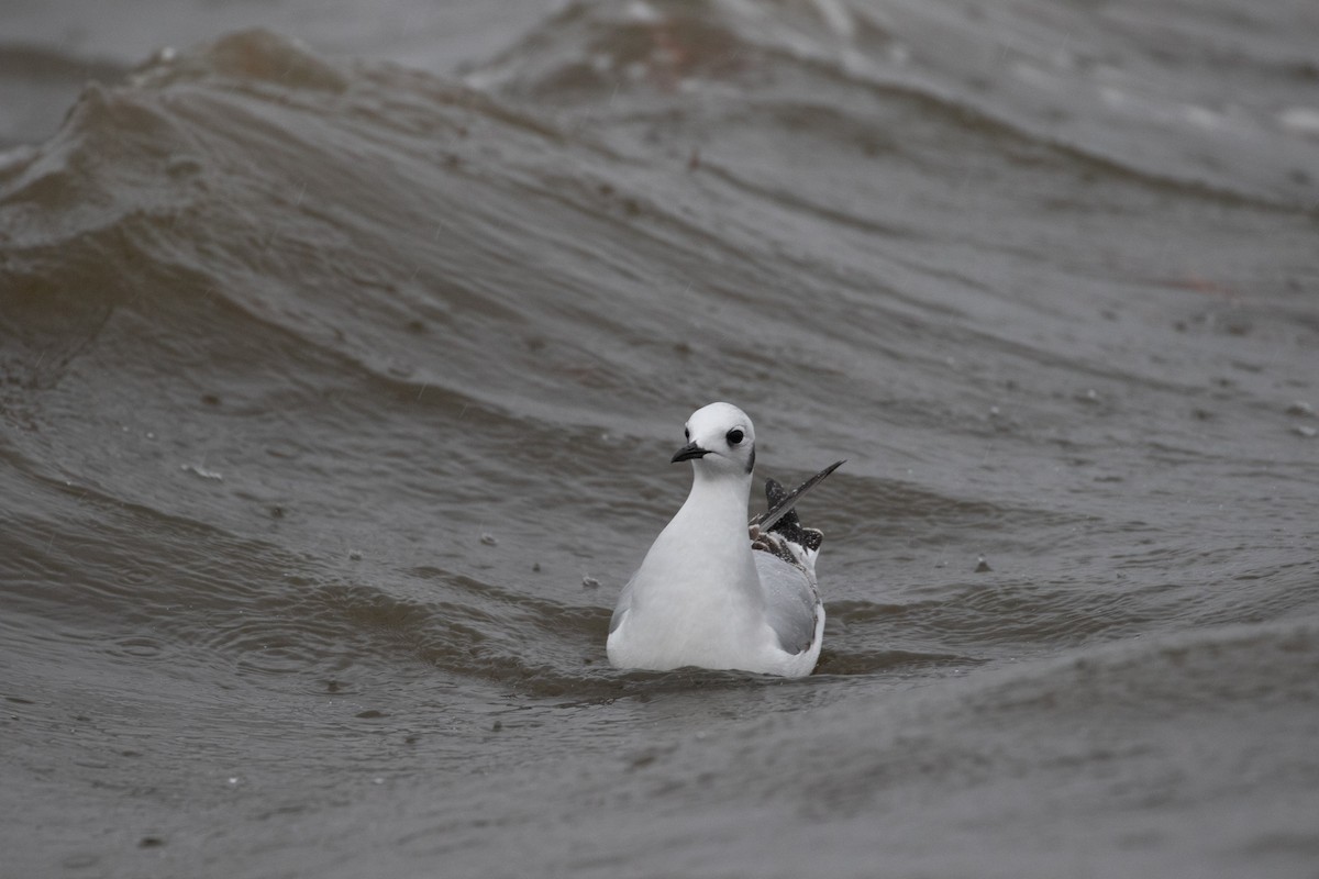 Mouette de Bonaparte - ML402503061