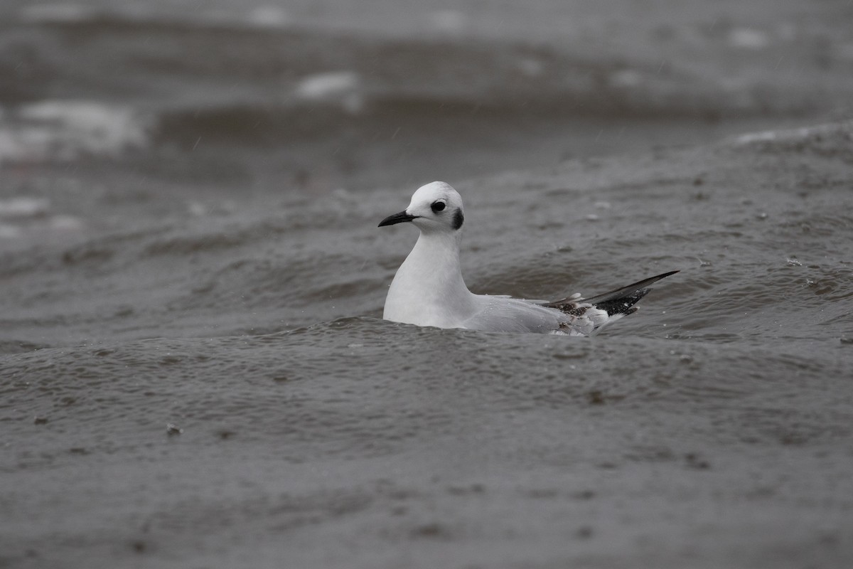 Mouette de Bonaparte - ML402503071