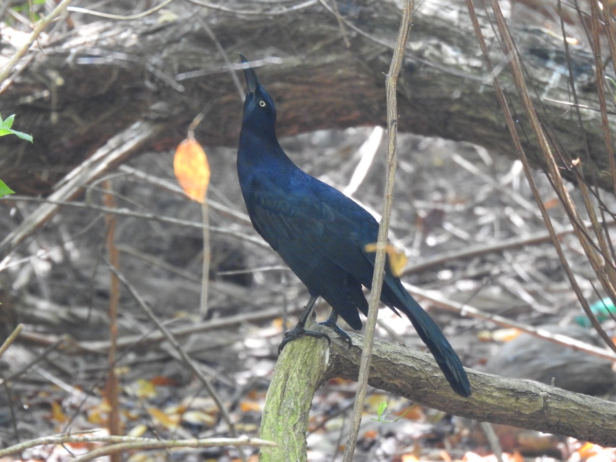 Great-tailed Grackle - ML402503661