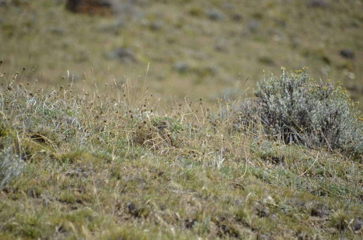 Rufous-banded Miner - ML402503751