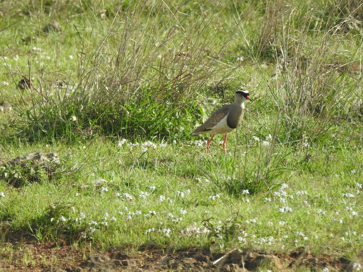 Crowned Lapwing - Alice Boyle