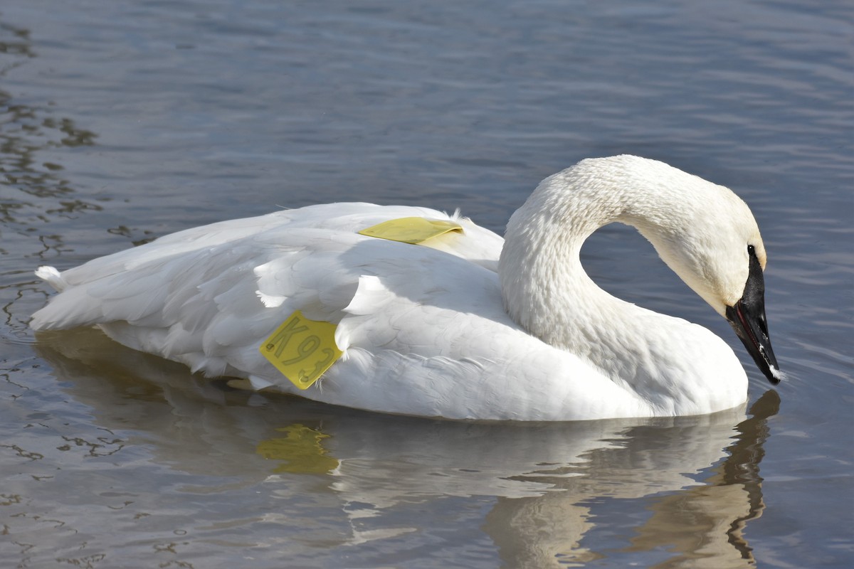 Trumpeter Swan - tim culp