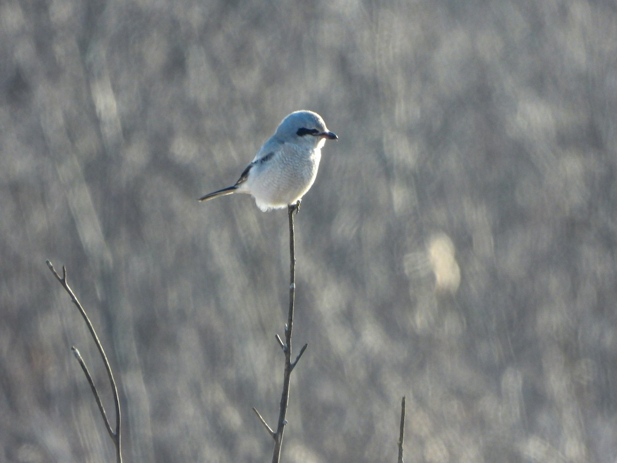 Northern Shrike - ML402507641