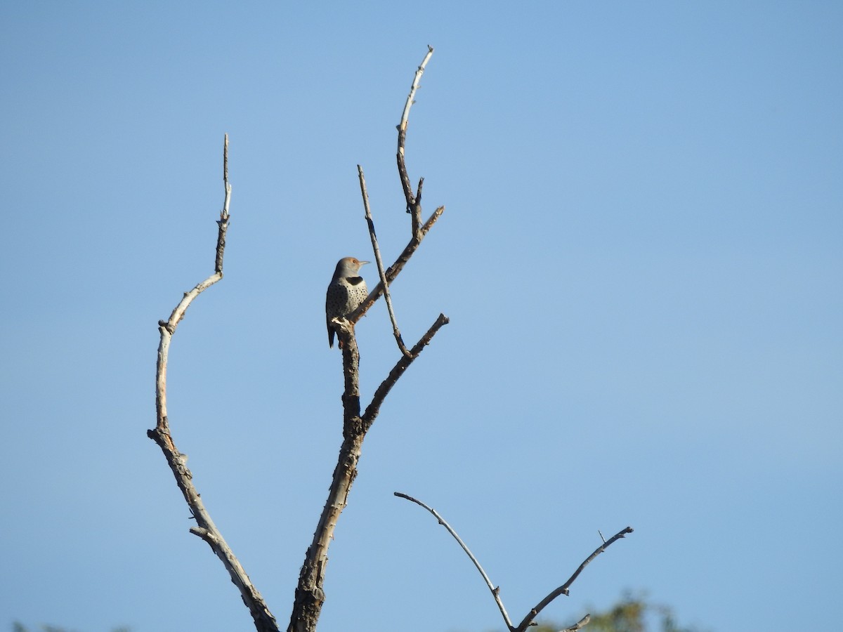 Northern Flicker - Deaver Armstrong