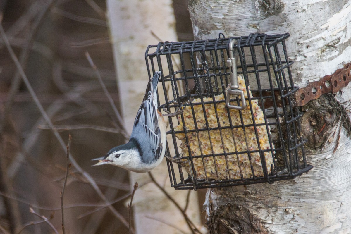 White-breasted Nuthatch - Bruce Gates