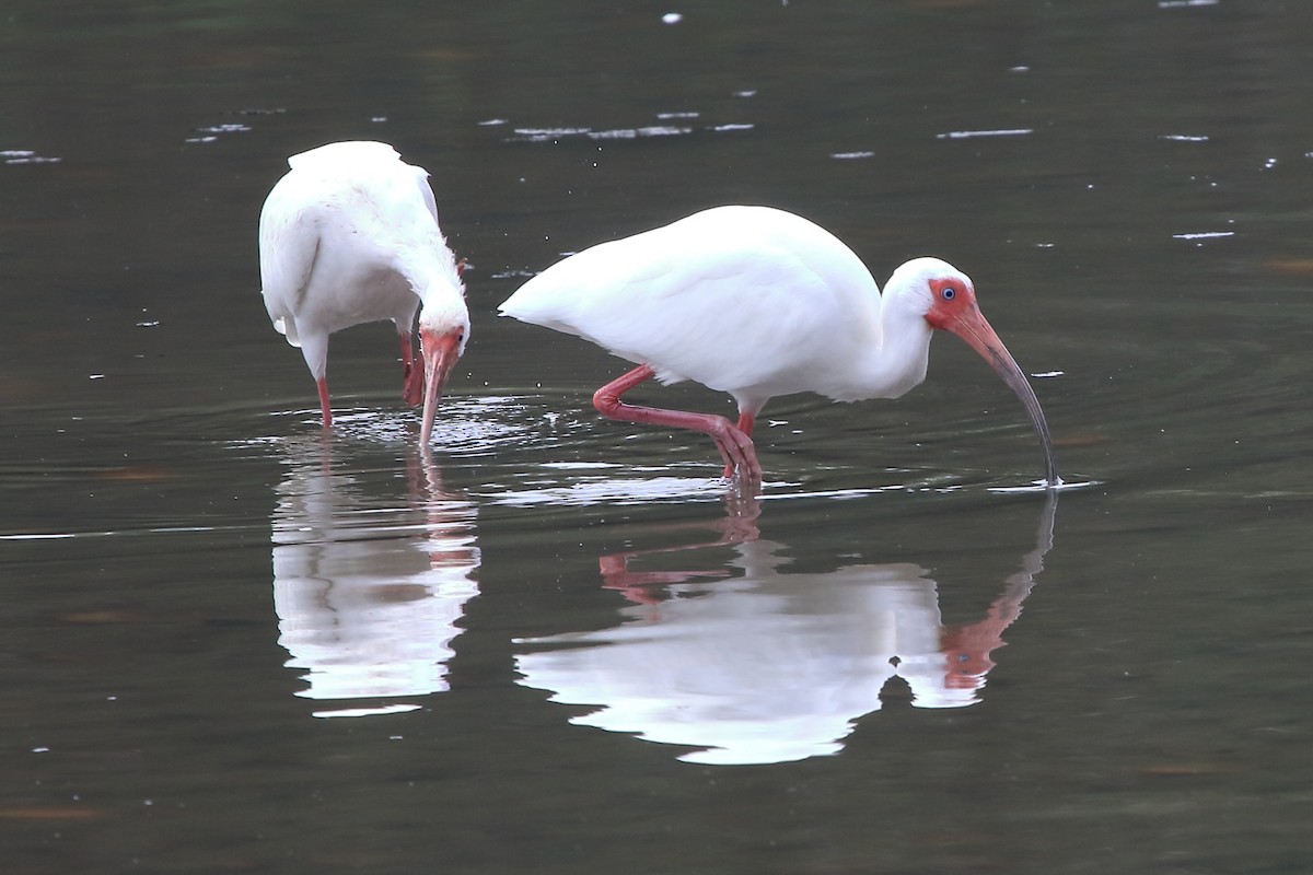 ibis bílý - ML402510901