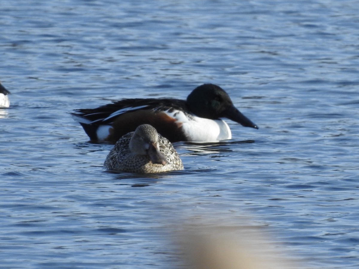 Northern Shoveler - ML402512021