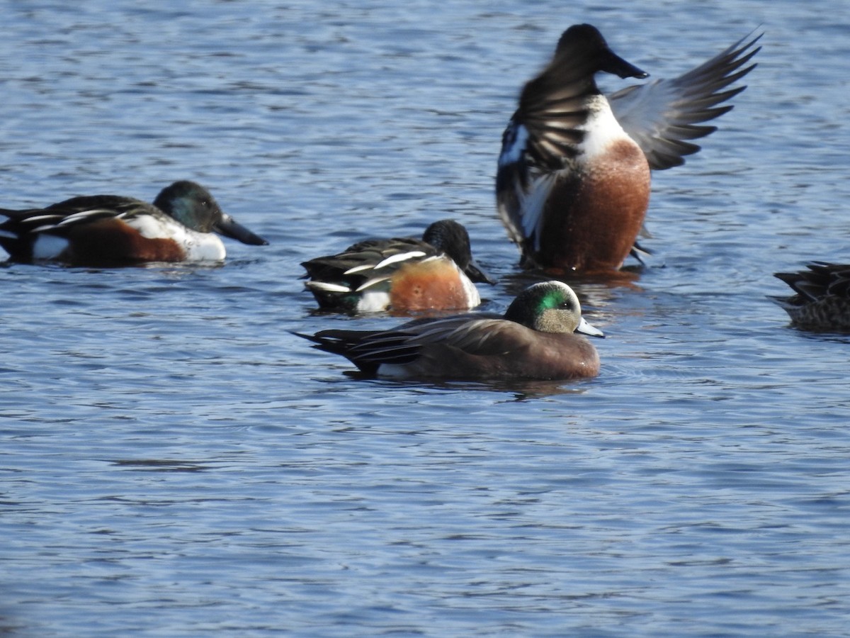 Northern Shoveler - ML402512031