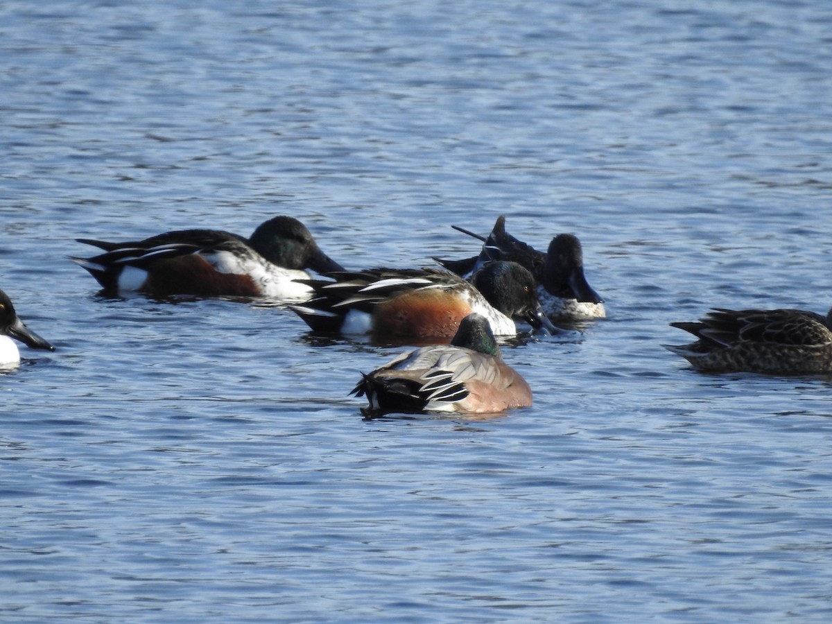 Northern Shoveler - ML402512041