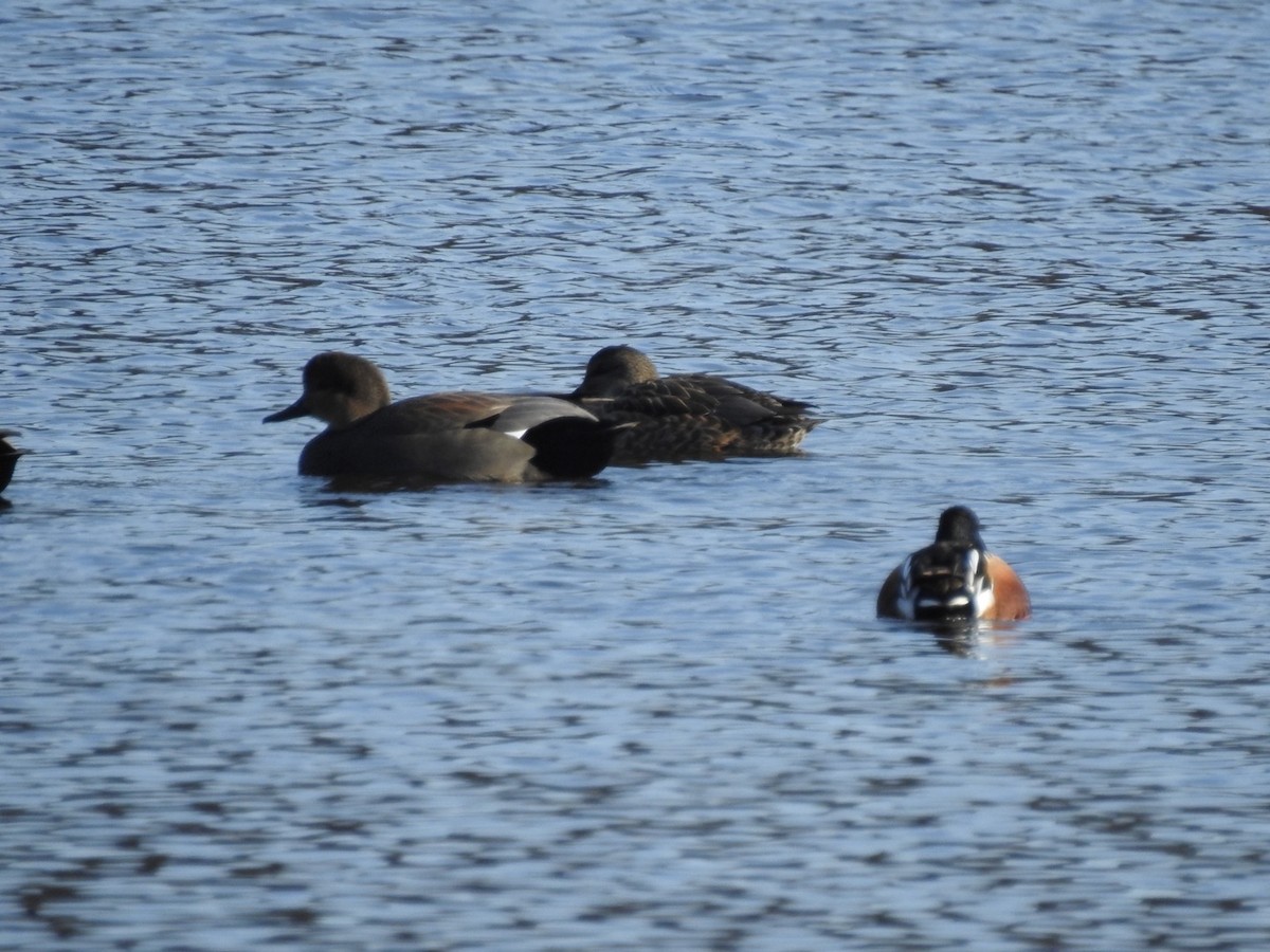 Gadwall - ML402512091