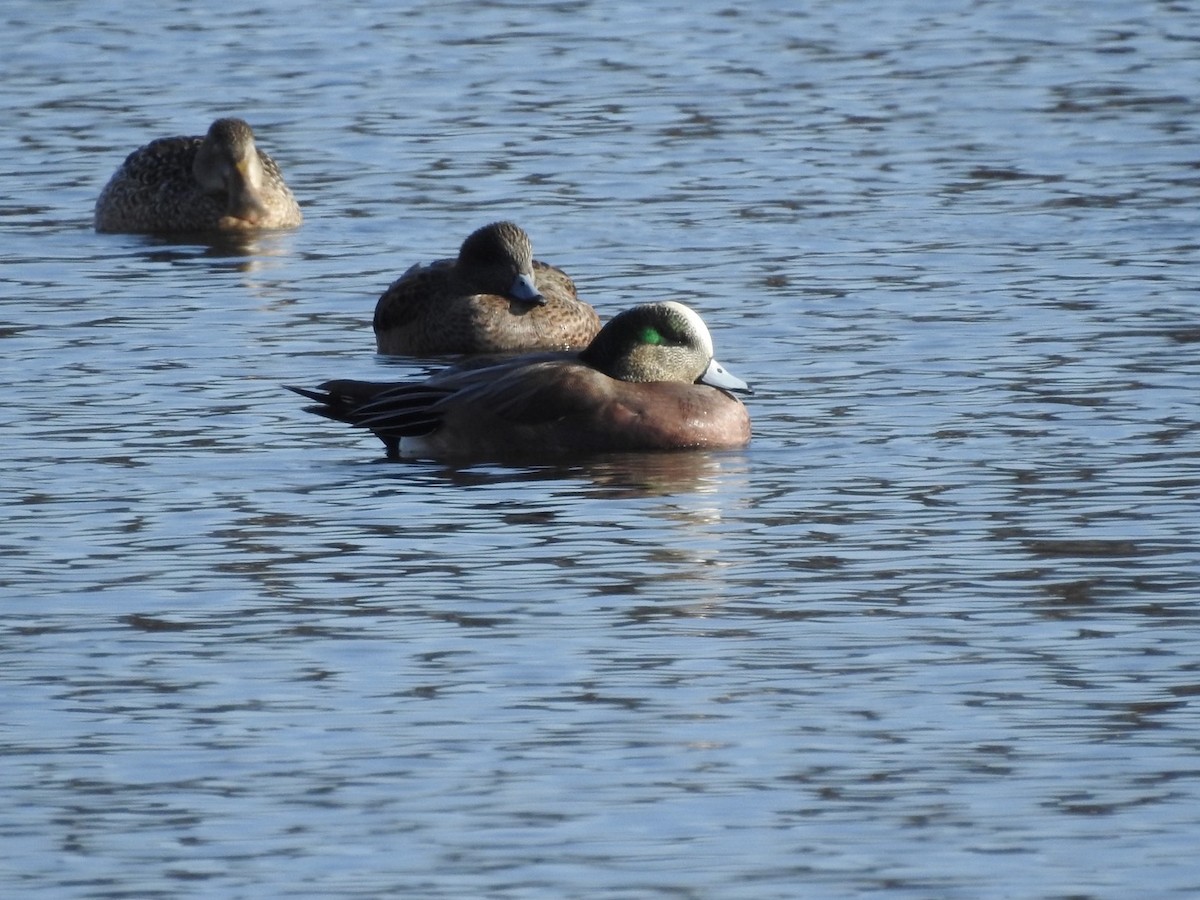 American Wigeon - ML402512251