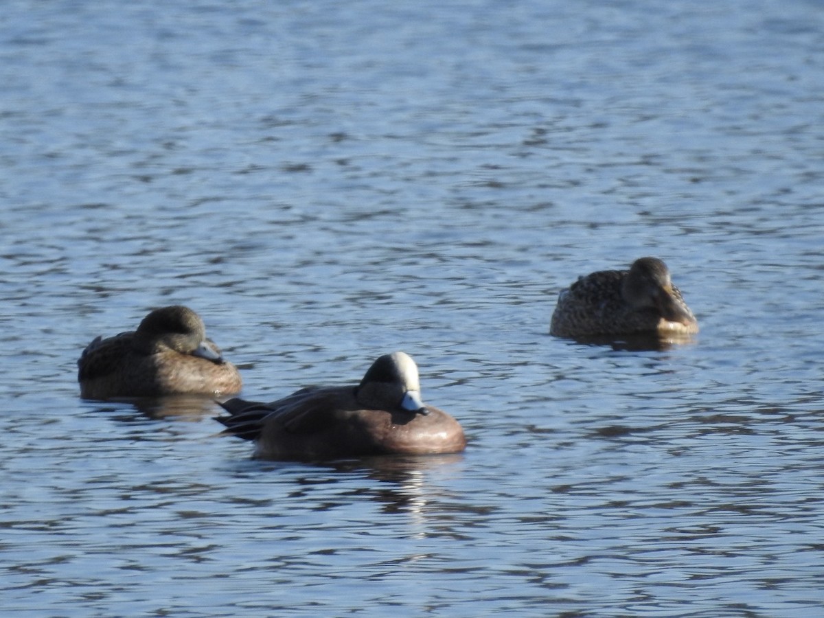 American Wigeon - ML402512261