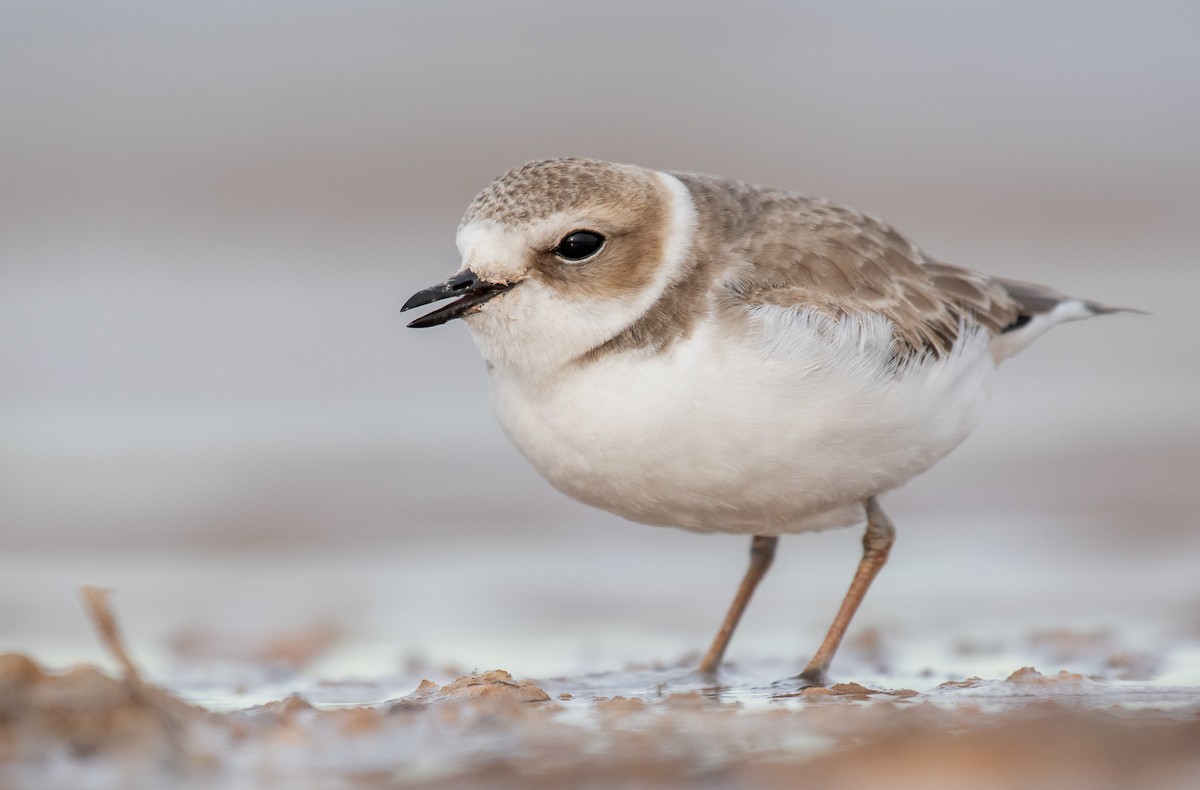 Snowy Plover - ML402514491