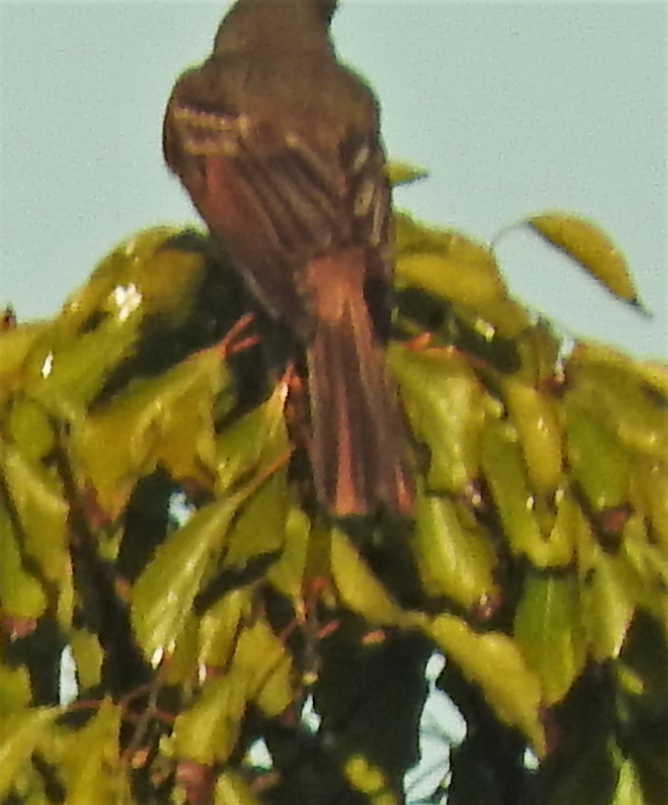 Great Crested Flycatcher - ML402514881