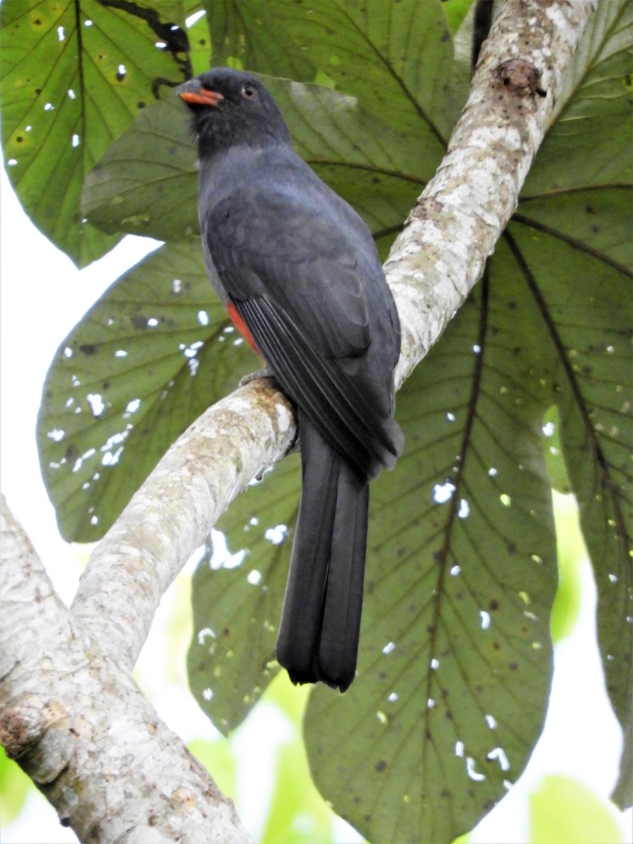 Gri Kuyruklu Trogon - ML402515421