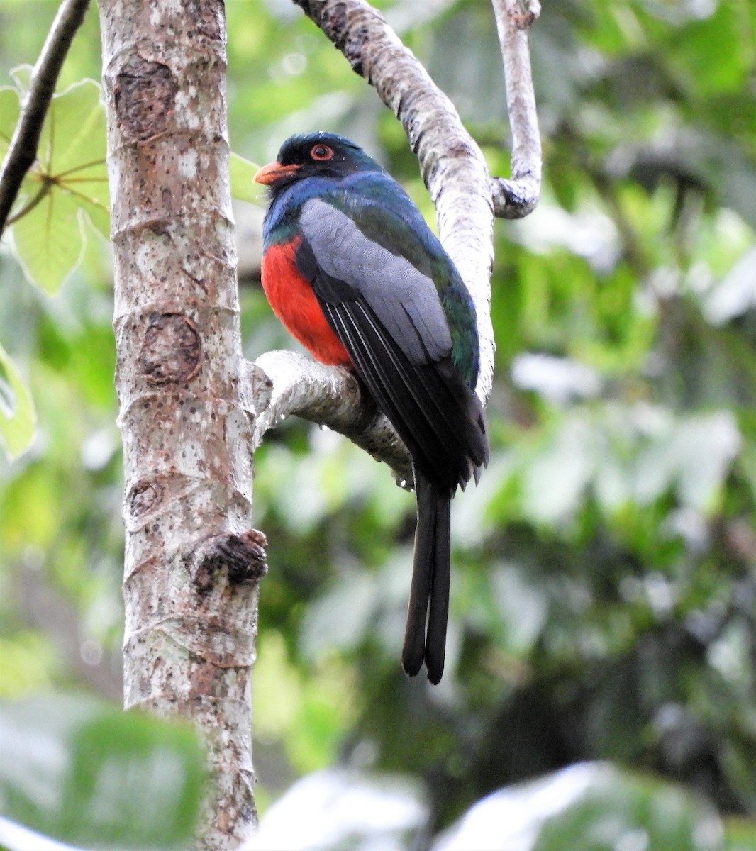 Gri Kuyruklu Trogon - ML402515561