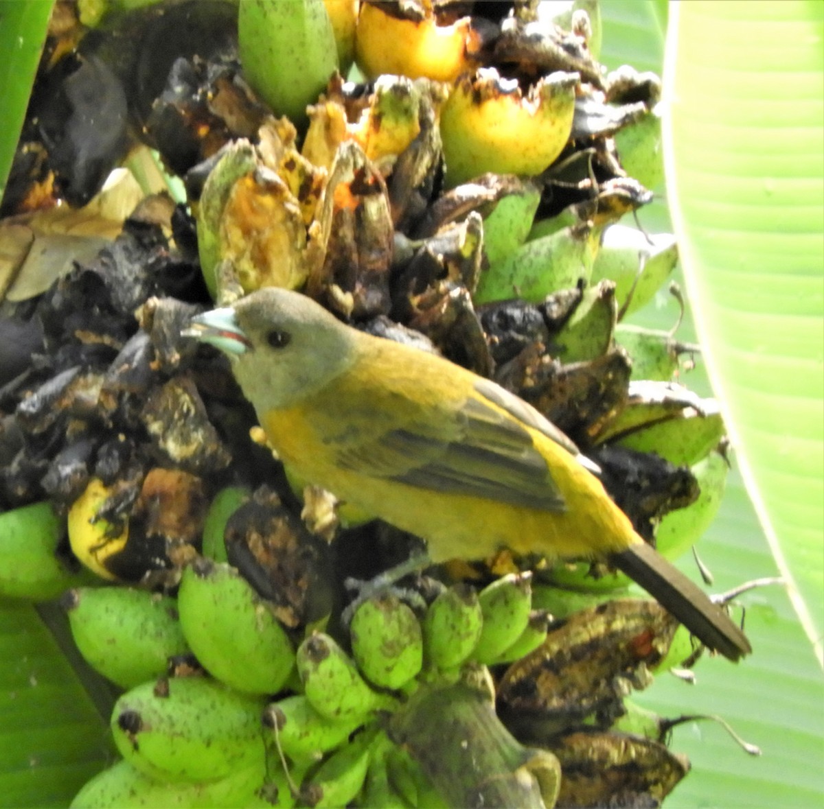 Scarlet-rumped Tanager - ML402515711